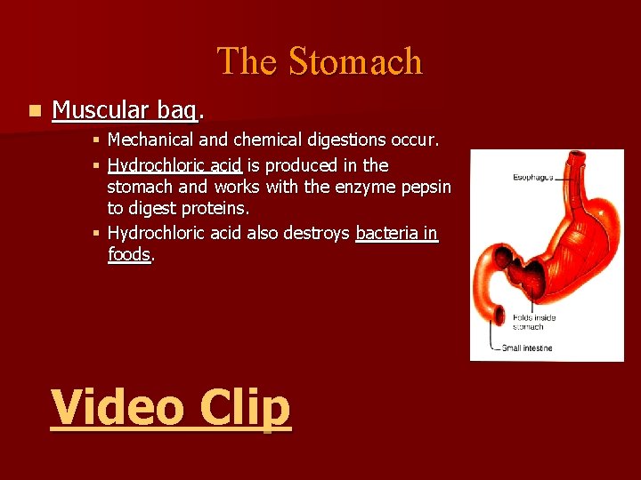 The Stomach n Muscular bag. § Mechanical and chemical digestions occur. § Hydrochloric acid