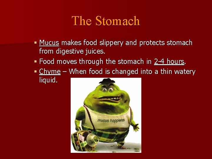 The Stomach § Mucus makes food slippery and protects stomach from digestive juices. §