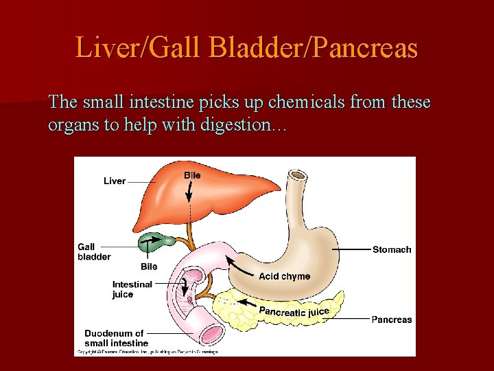 Liver/Gall Bladder/Pancreas The small intestine picks up chemicals from these organs to help with