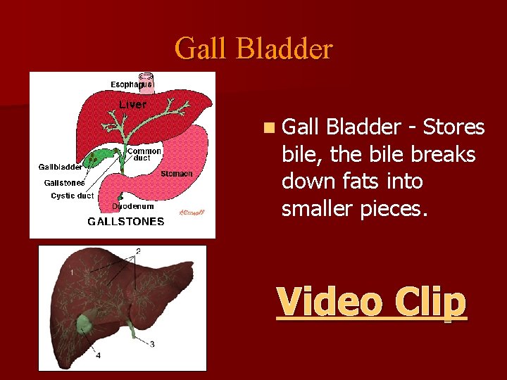 Gall Bladder n Gall Bladder - Stores bile, the bile breaks down fats into