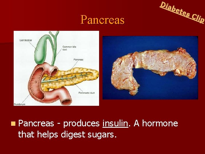 Dia Pancreas n Pancreas bet - produces insulin. A hormone that helps digest sugars.