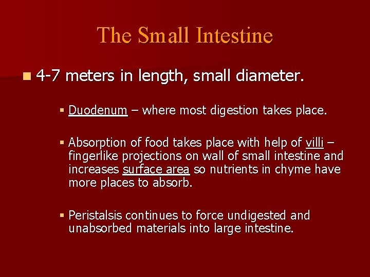 The Small Intestine n 4 -7 meters in length, small diameter. § Duodenum –