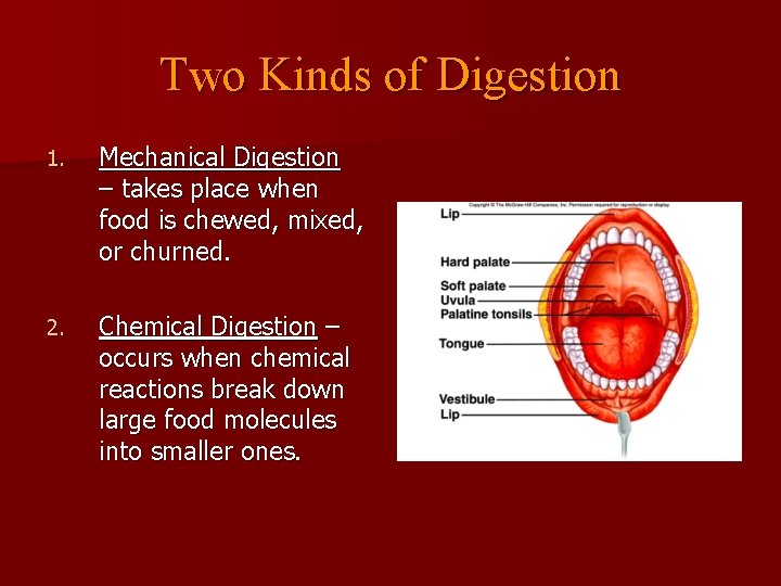 Two Kinds of Digestion 1. Mechanical Digestion – takes place when food is chewed,