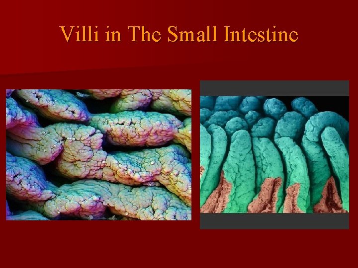 Villi in The Small Intestine 