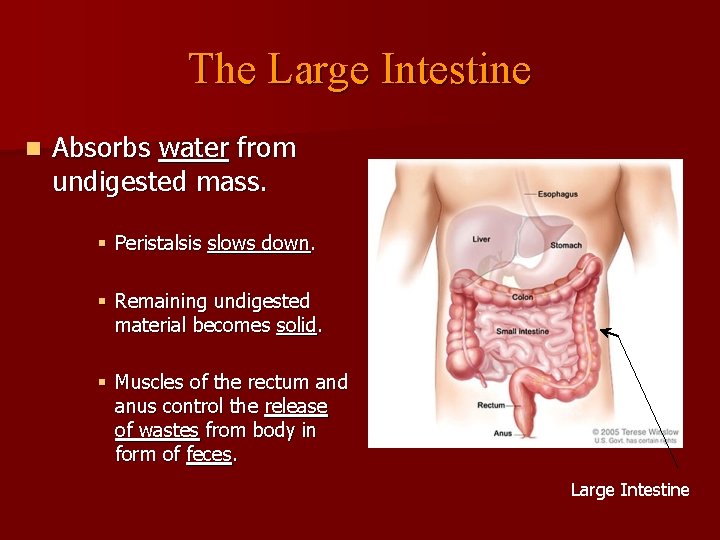 The Large Intestine n Absorbs water from undigested mass. § Peristalsis slows down. §