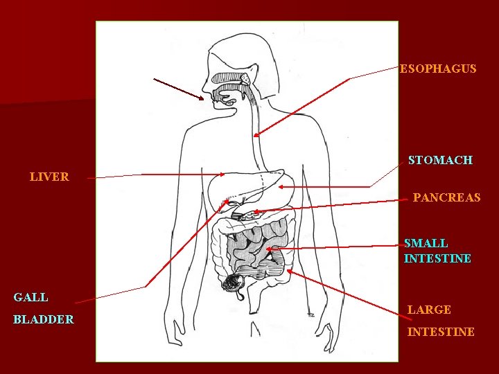 ESOPHAGUS STOMACH LIVER PANCREAS SMALL INTESTINE GALL BLADDER LARGE INTESTINE 