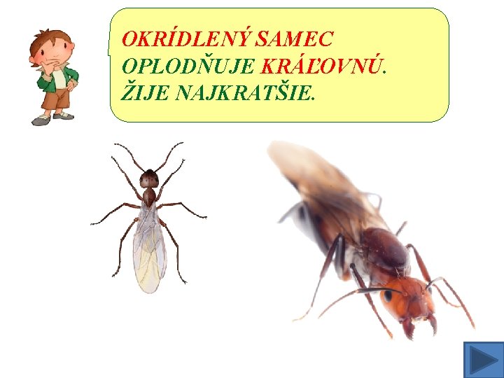 OKRÍDLENÝ SAMEC OPLODŇUJE KRÁĽOVNÚ. ŽIJE NAJKRATŠIE. 