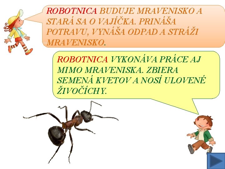 ROBOTNICA BUDUJE MRAVENISKO A STARÁ SA O VAJÍČKA. PRINÁŠA POTRAVU, VYNÁŠA ODPAD A STRÁŽI