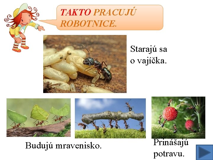 TAKTO PRACUJÚ ROBOTNICE. Starajú sa o vajíčka. Budujú mravenisko. Prinášajú potravu. 