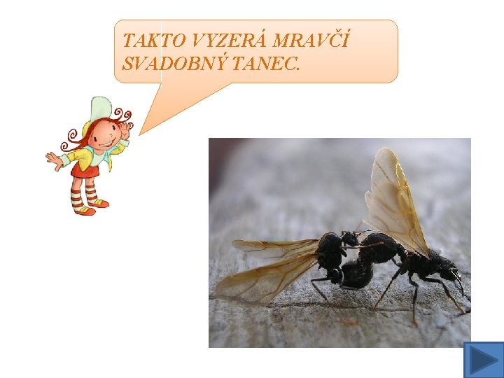 TAKTO VYZERÁ MRAVČÍ SVADOBNÝ TANEC. 