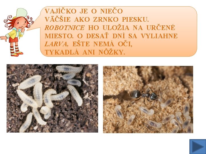 VAJÍČKO JE O NIEČO VÄČŠIE AKO ZRNKO PIESKU. ROBOTNICE HO ULOŽIA NA URČENÉ MIESTO.