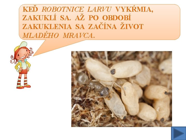 KEĎ ROBOTNICE LARVU VYKŔMIA, ZAKUKLÍ SA. AŽ PO OBDOBÍ ZAKUKLENIA SA ZAČÍNA ŽIVOT MLADÉHO