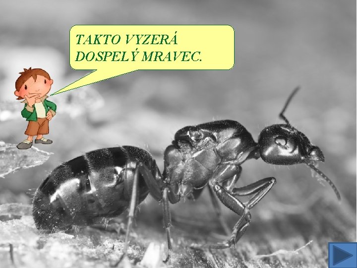 TAKTO VYZERÁ DOSPELÝ MRAVEC. 