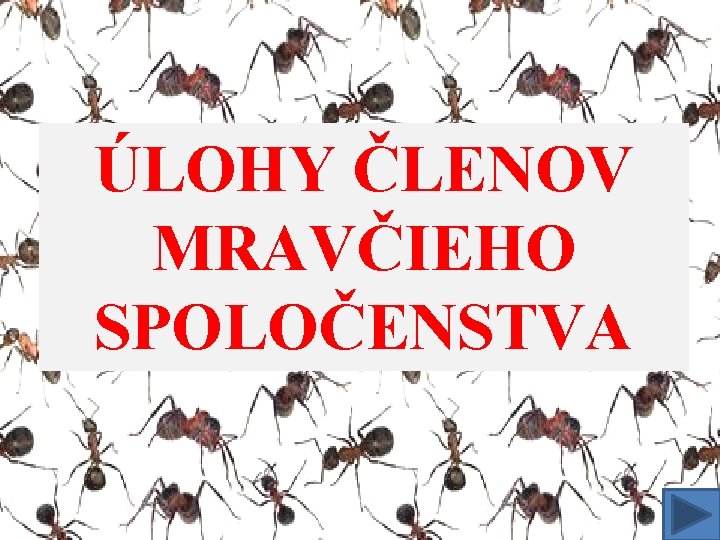 ÚLOHY ČLENOV MRAVČIEHO SPOLOČENSTVA 