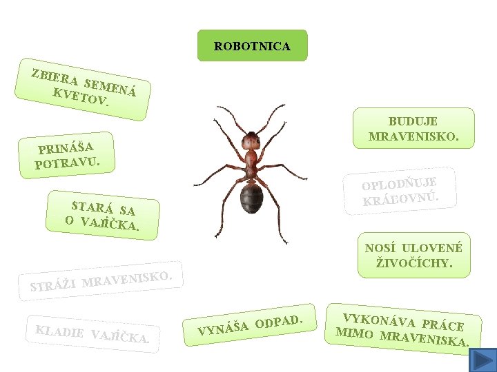 ROBOTNICA ZBIER A SEM ENÁ KVET OV. BUDUJE MRAVENISKO. PRINÁŠA POTRAVU. OPLODŇUJE KRÁĽOVNÚ. STARÁ
