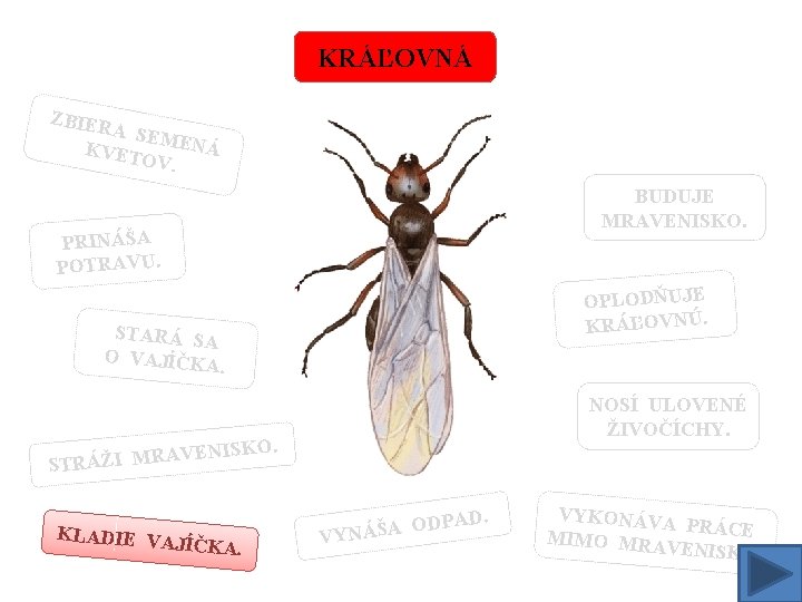 KRÁĽOVNÁ ZBIER A SEM ENÁ KVET OV. BUDUJE MRAVENISKO. PRINÁŠA POTRAVU. OPLODŇUJE KRÁĽOVNÚ. STARÁ