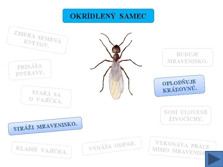 OKRÍDLENÝ SAMEC ZBIER A SEM ENÁ KVET OV. BUDUJE MRAVENISKO. PRINÁŠA POTRAVU. OPLODŇUJE KRÁĽOVNÚ.