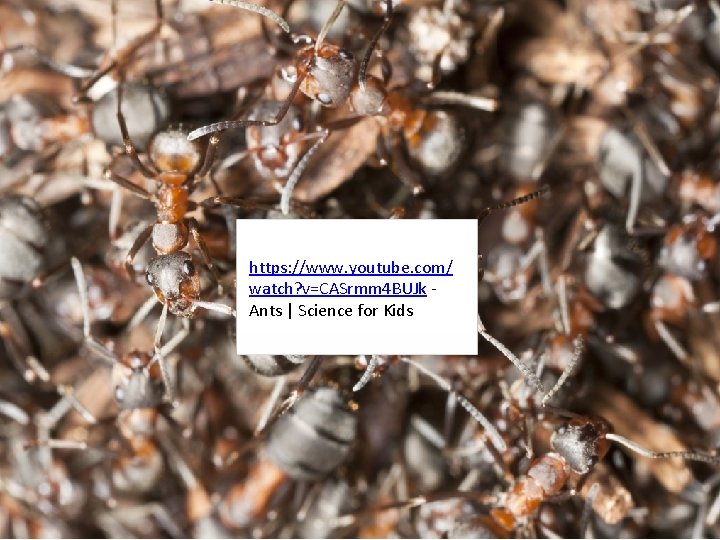 https: //www. youtube. com/ watch? v=CASrmm 4 BUJk Ants | Science for Kids 