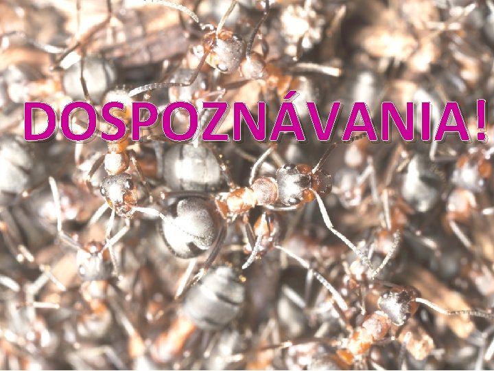 DOSPOZNÁVANIA! 