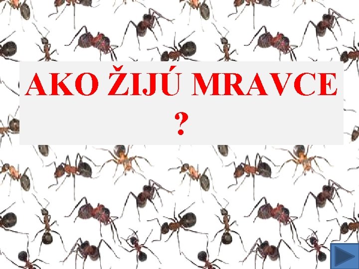 AKO ŽIJÚ MRAVCE ? 