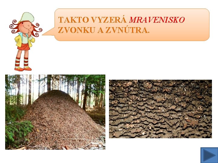 TAKTO VYZERÁ MRAVENISKO ZVONKU A ZVNÚTRA. 