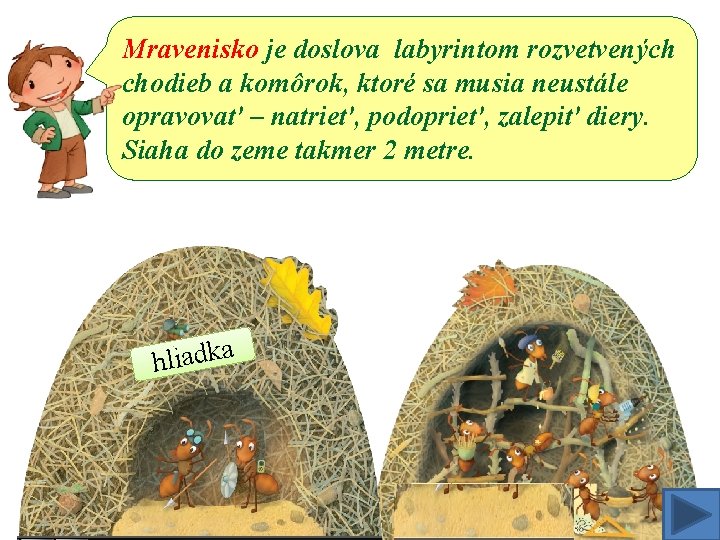 Mravenisko je doslova labyrintom rozvetvených chodieb a komôrok, ktoré sa musia neustále opravovať –