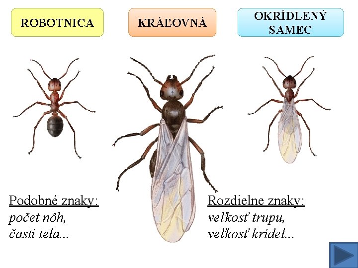 ROBOTNICA Podobné znaky: počet nôh, časti tela. . . KRÁĽOVNÁ OKRÍDLENÝ SAMEC Rozdielne znaky: