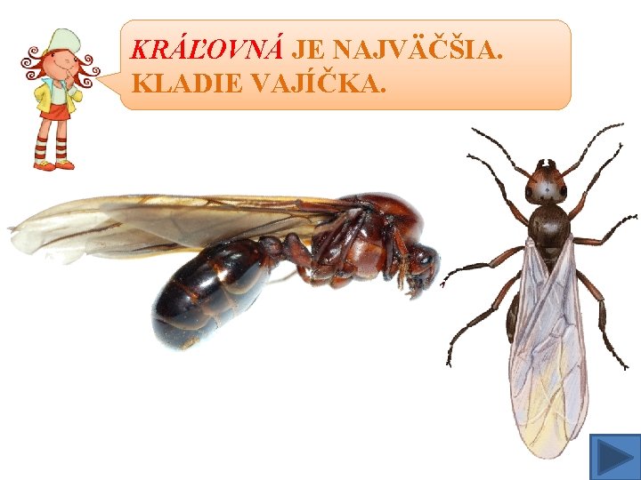 KRÁĽOVNÁ JE NAJVÄČŠIA. KLADIE VAJÍČKA. 