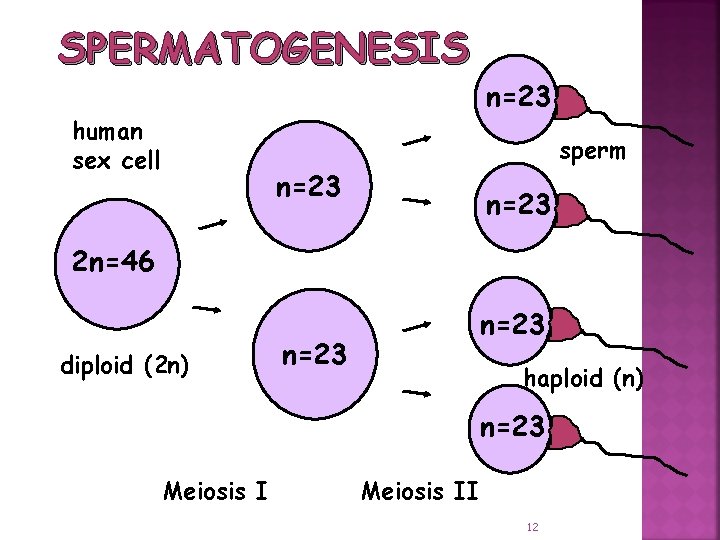 SPERMATOGENESIS human sex cell n=23 sperm n=23 2 n=46 diploid (2 n) n=23 haploid