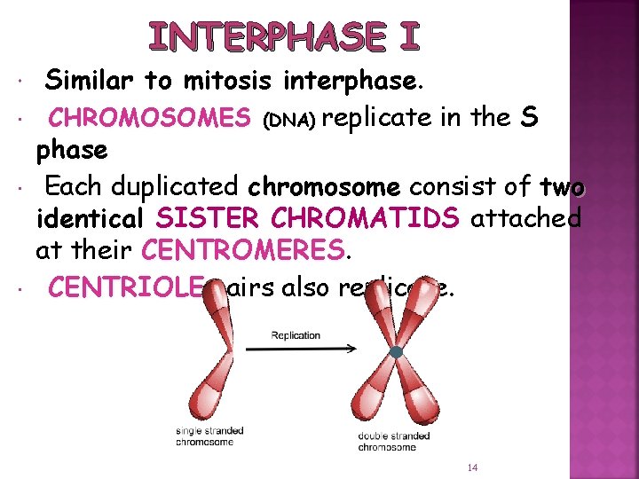 INTERPHASE I Similar to mitosis interphase. CHROMOSOMES (DNA) replicate in the S phase Each