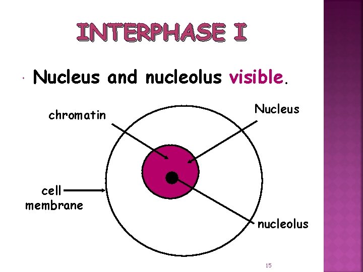 INTERPHASE I Nucleus and nucleolus visible. chromatin Nucleus cell membrane nucleolus 15 