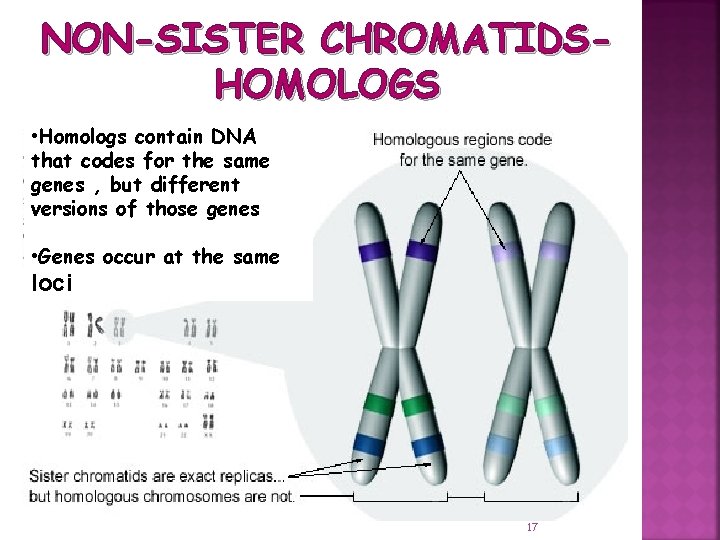 NON-SISTER CHROMATIDSHOMOLOGS • Homologs contain DNA that codes for the same genes , but