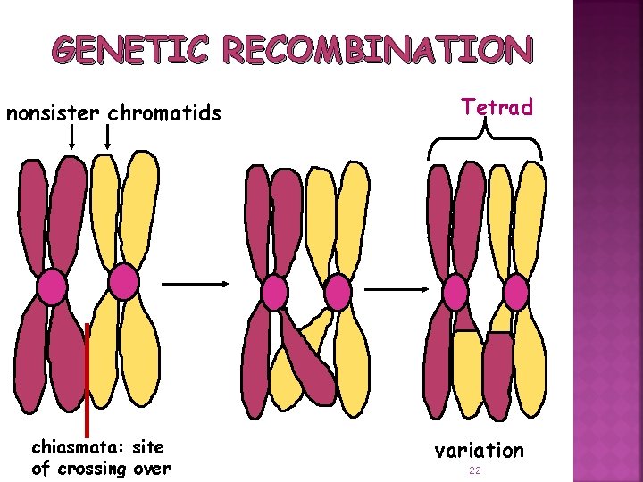 GENETIC RECOMBINATION nonsister chromatids chiasmata: site of crossing over Tetrad variation 22 