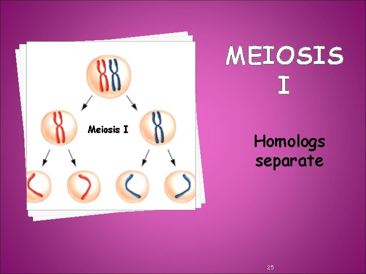 MEIOSIS I Meiosis I Homologs separate 25 