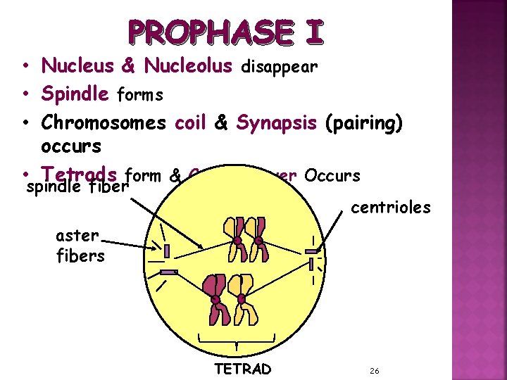 PROPHASE I • Nucleus & Nucleolus disappear • Spindle forms • Chromosomes coil &