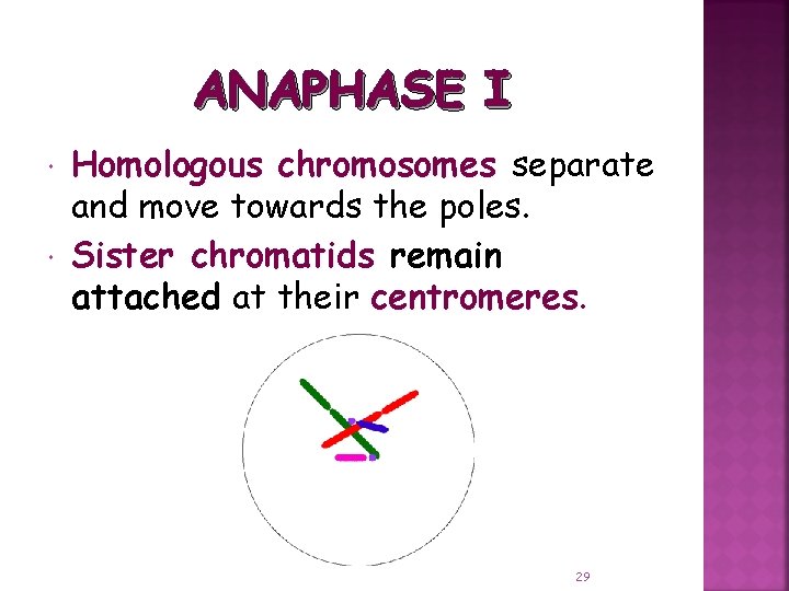 ANAPHASE I Homologous chromosomes separate and move towards the poles. Sister chromatids remain attached