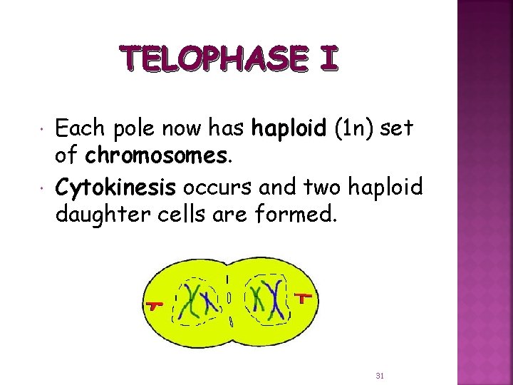 TELOPHASE I Each pole now has haploid (1 n) set of chromosomes Cytokinesis occurs