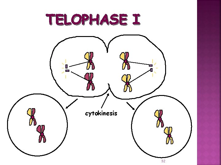 TELOPHASE I cytokinesis 32 