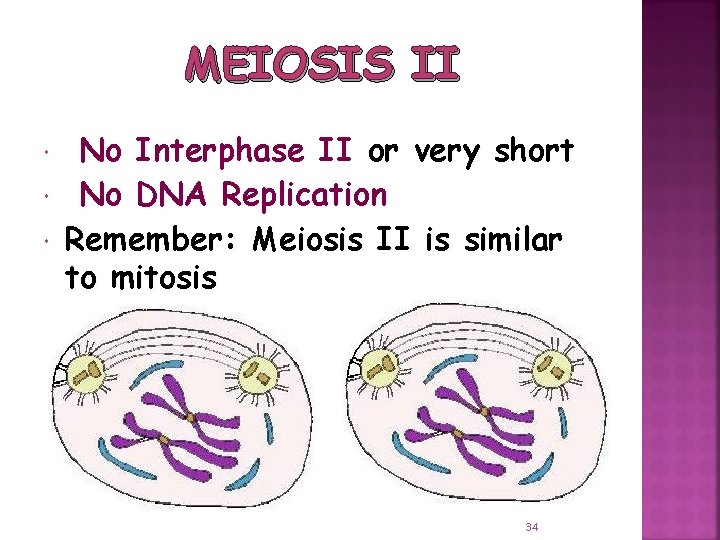 MEIOSIS II No Interphase II or very short No DNA Replication Remember: Meiosis II