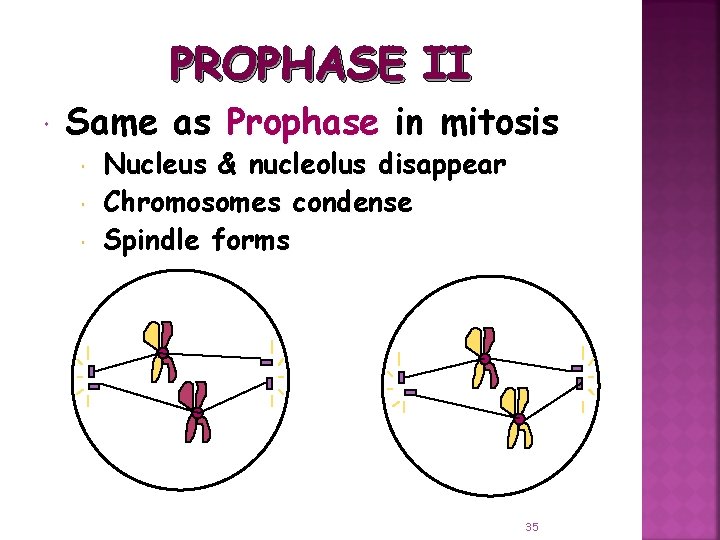 PROPHASE II Same as Prophase in mitosis Nucleus & nucleolus disappear Chromosomes condense Spindle