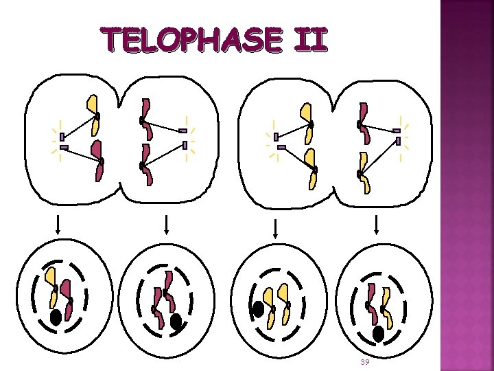 TELOPHASE II 39 