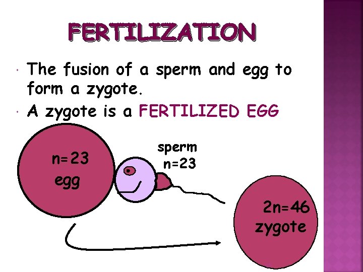 FERTILIZATION The fusion of a sperm and egg to form a zygote A zygote