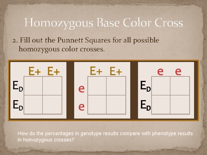 Homozygous Base Color Cross 2. Fill out the Punnett Squares for all possible homozygous