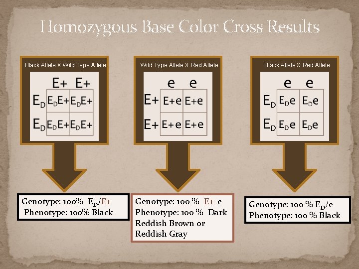 Homozygous Base Color Cross Results Black Allele X Wild Type Allele Genotype: 100% ED/E+