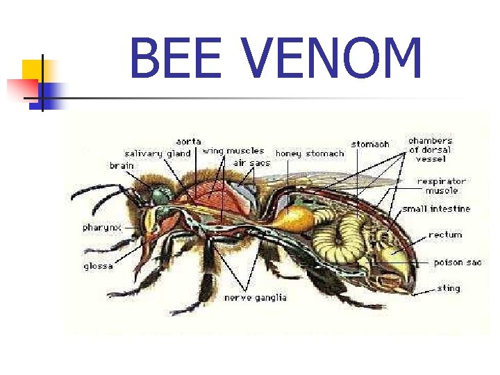 BEE VENOM 