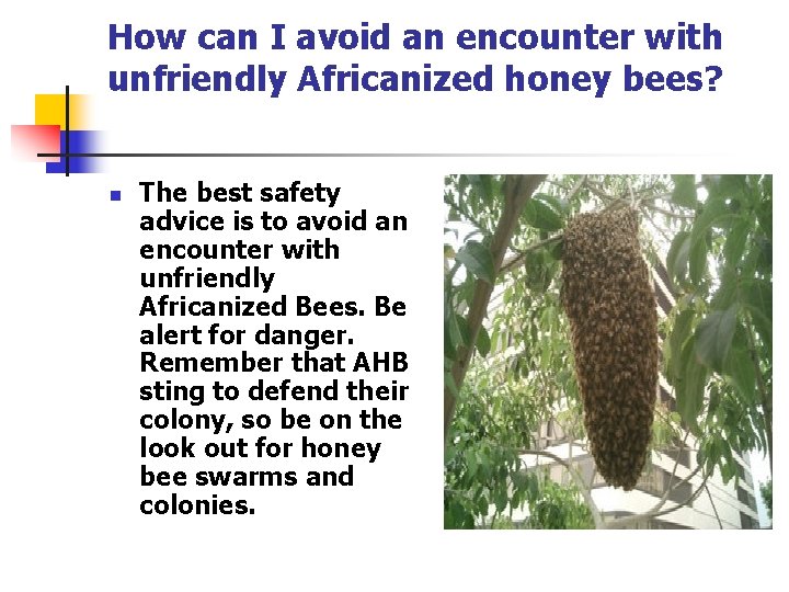 How can I avoid an encounter with unfriendly Africanized honey bees? n The best