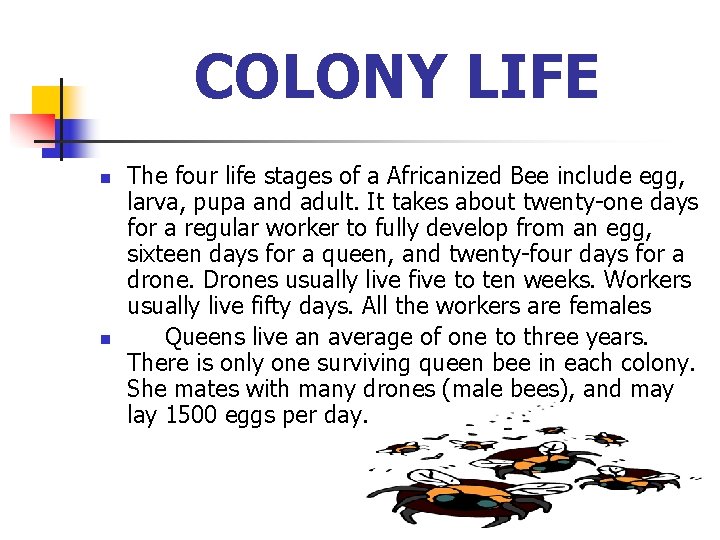 COLONY LIFE n n The four life stages of a Africanized Bee include egg,