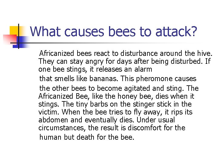 What causes bees to attack? Africanized bees react to disturbance around the hive. They