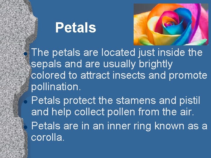 Petals l l l The petals are located just inside the sepals and are