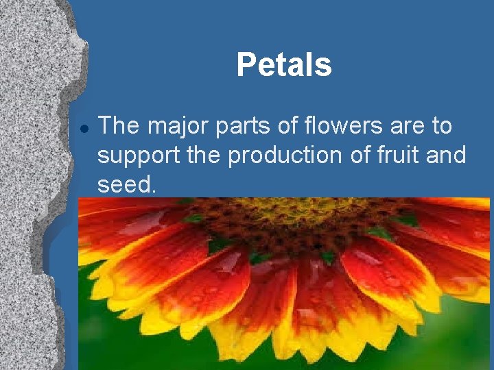 Petals l The major parts of flowers are to support the production of fruit